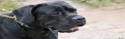 Cane Corso dogs for sale: Cane corso litter  - Advert 12