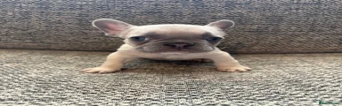 French Bulldog Puppy 1