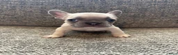 French Bulldog dogs for sale: 4 French Bulldogs For Sale in Cowes - Advert 3