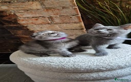 Scottish Fold cats for sale: Adorable Scottish Fold and Straight Kittens  - Image 8