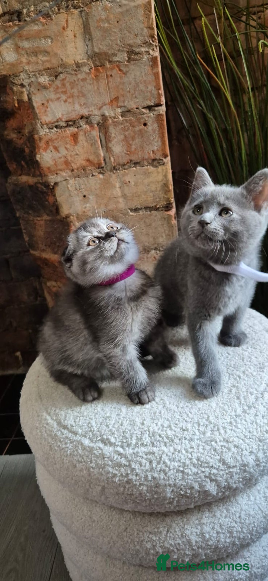 Scottish Fold cats for sale: Adorable Scottish Fold and Straight Kittens  - Image 8