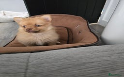 Pomeranian dogs for sale: Adorable pomeranian puppy - Image 4