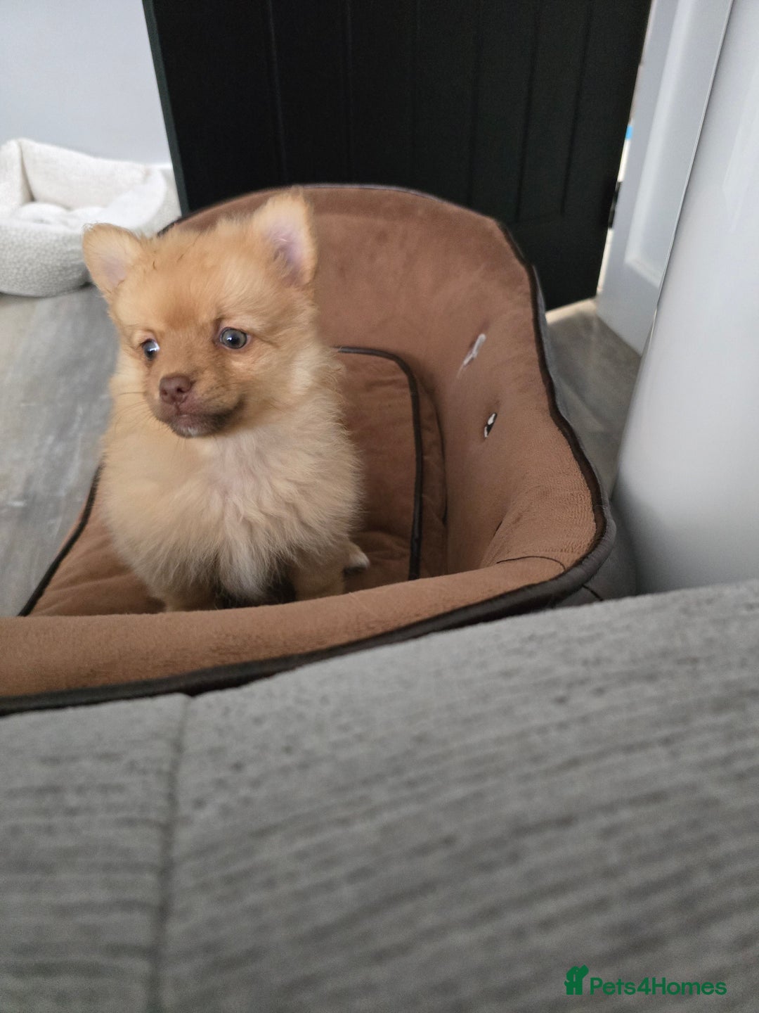 Pomeranian dogs for sale: Adorable pomeranian puppy - Image 4