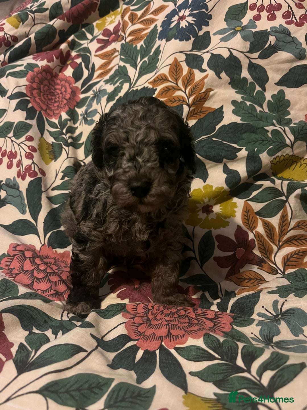 Miniature Poodle dogs for sale: Beautiful miniature poodles  - Advert 15