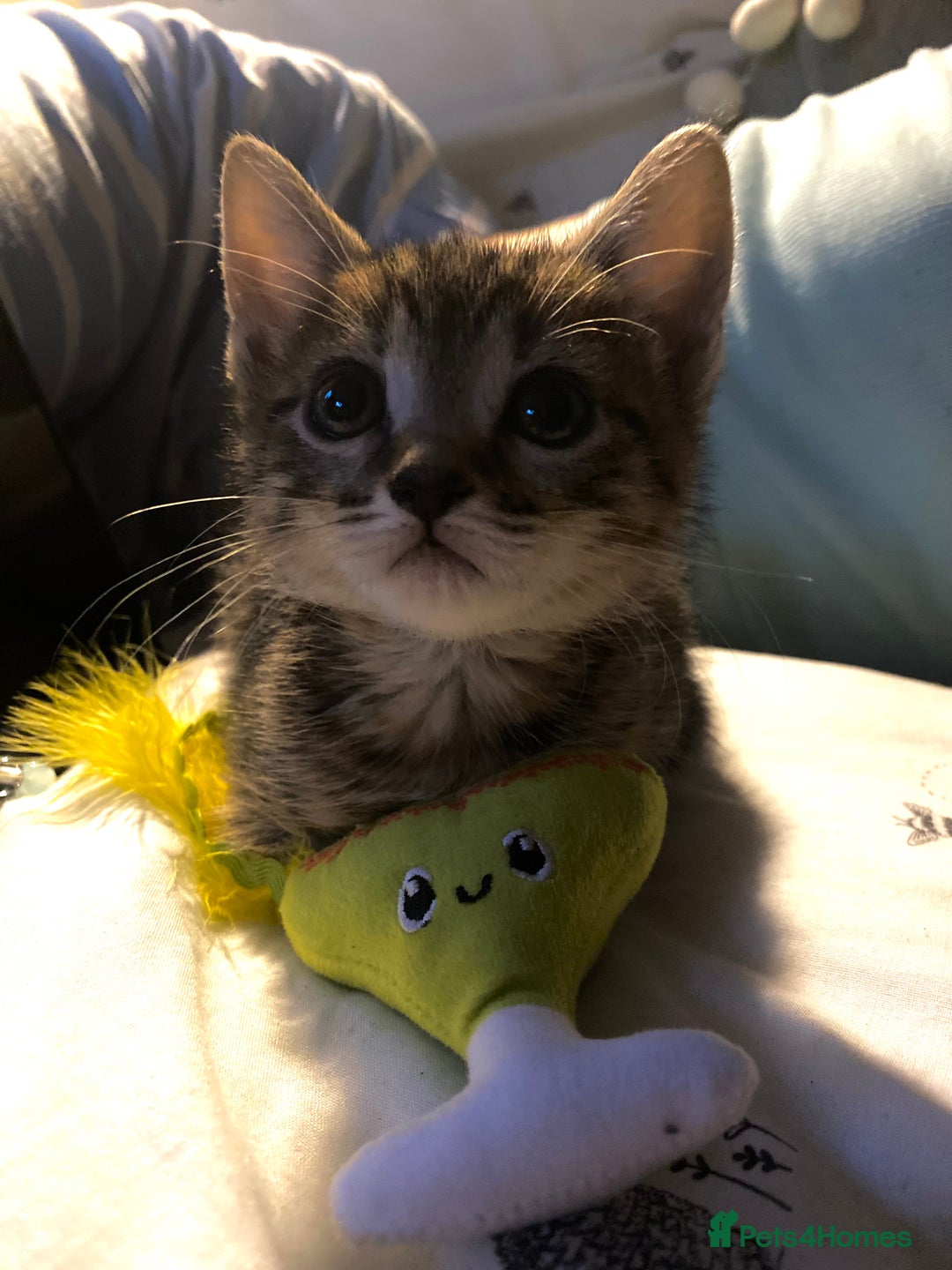 Bengal cats for sale: Beautiful baby bengal girl  - Advert 33