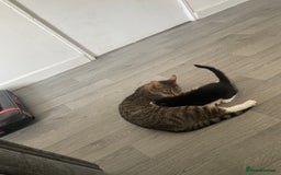 Mixed Breed cats for sale: Female&Male - Image 3