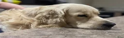 Golden Retriever dogs for sale: Stunning Goldens-Parents are School Wellbeing dogs - Advert 17
