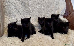 Mixed Breed cats for sale: Beautiful kittens available  - Image 4
