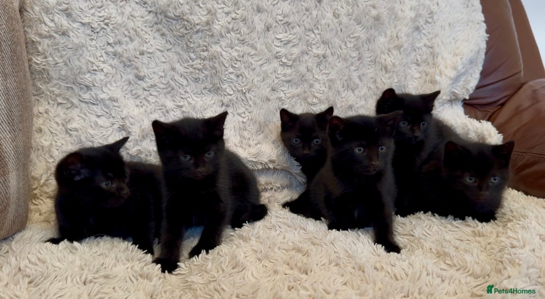 Mixed Breed cats for sale: Beautiful kittens available  - Image 4