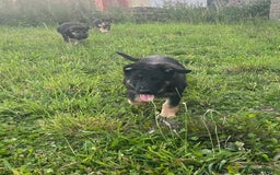 German Shepherd dogs for sale: 2 German Shepherd Bitches Ready Now - Image 28