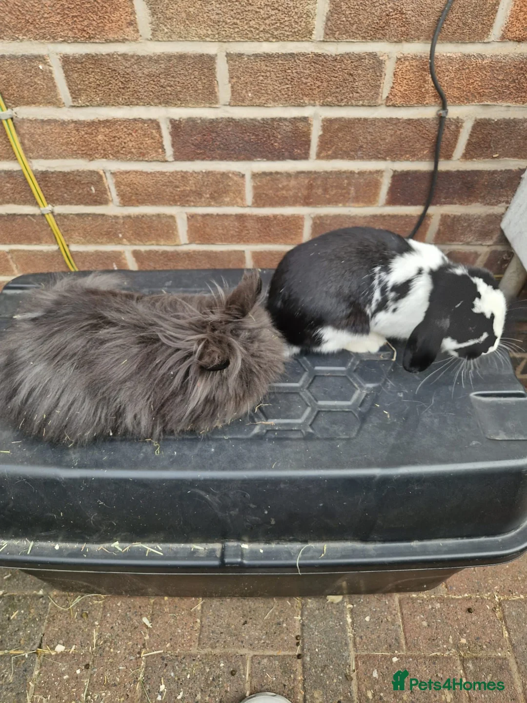Mixed Breed rabbits for sale: 2 bonded female rabbits - Advert 5