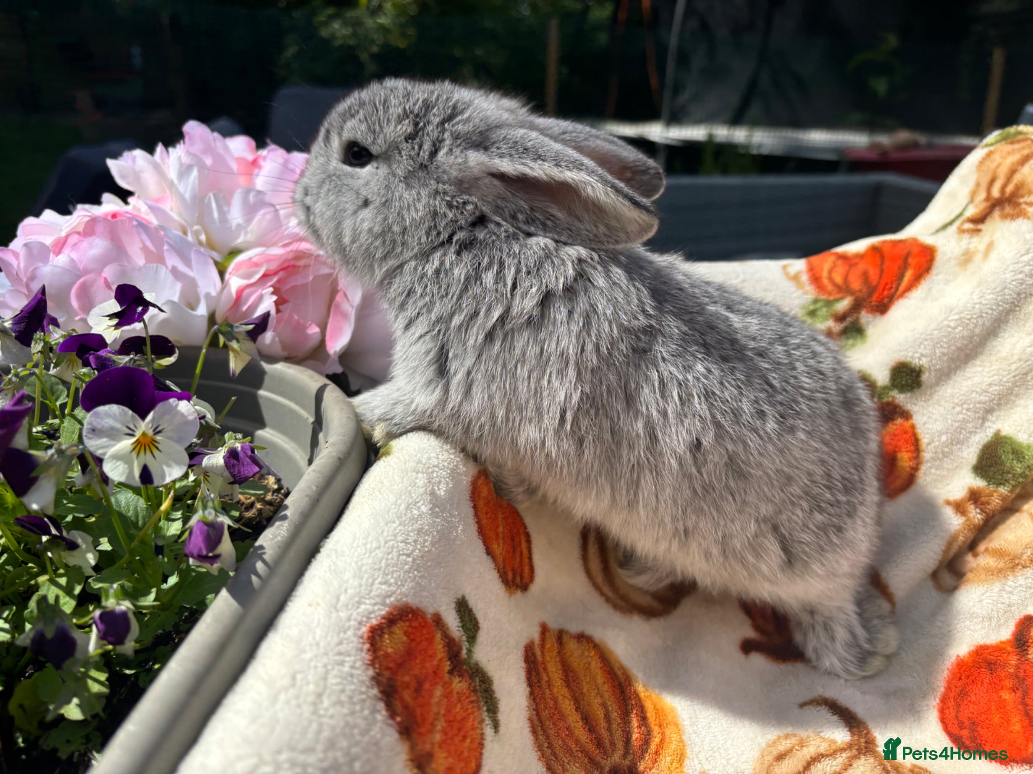 Mixed Breed rabbits French x mini lop buck  - Advert 19