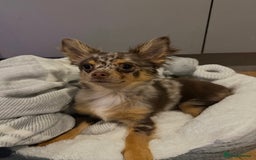 Chihuahua dogs for sale: Chocolate merle chihuahua  - Image 4