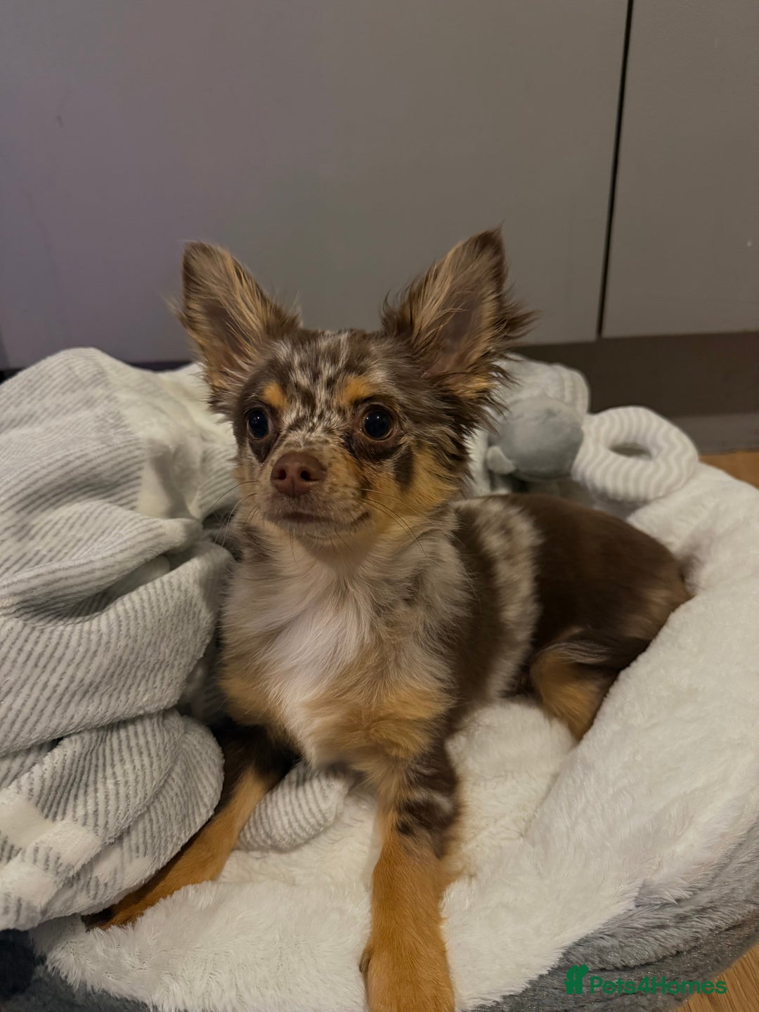 Chihuahua dogs for sale: Chocolate merle chihuahua  - Image 4