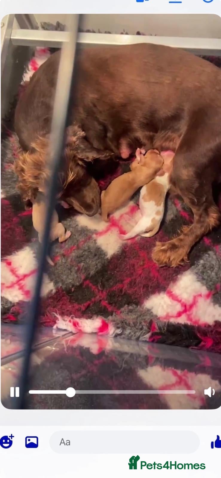 Cocker Spaniel dogs Cocker spaniel puppies  - Advert 2