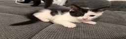 Mixed Breed cats for sale: 4 Adorable Playful Kittens Ready to Go 🐱❤️ in Thornton Heath - Advert 10