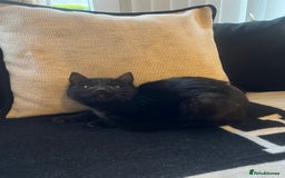 Bombay cats for sale: ragdoll mix (last of litter) 🐾 - Advert 5