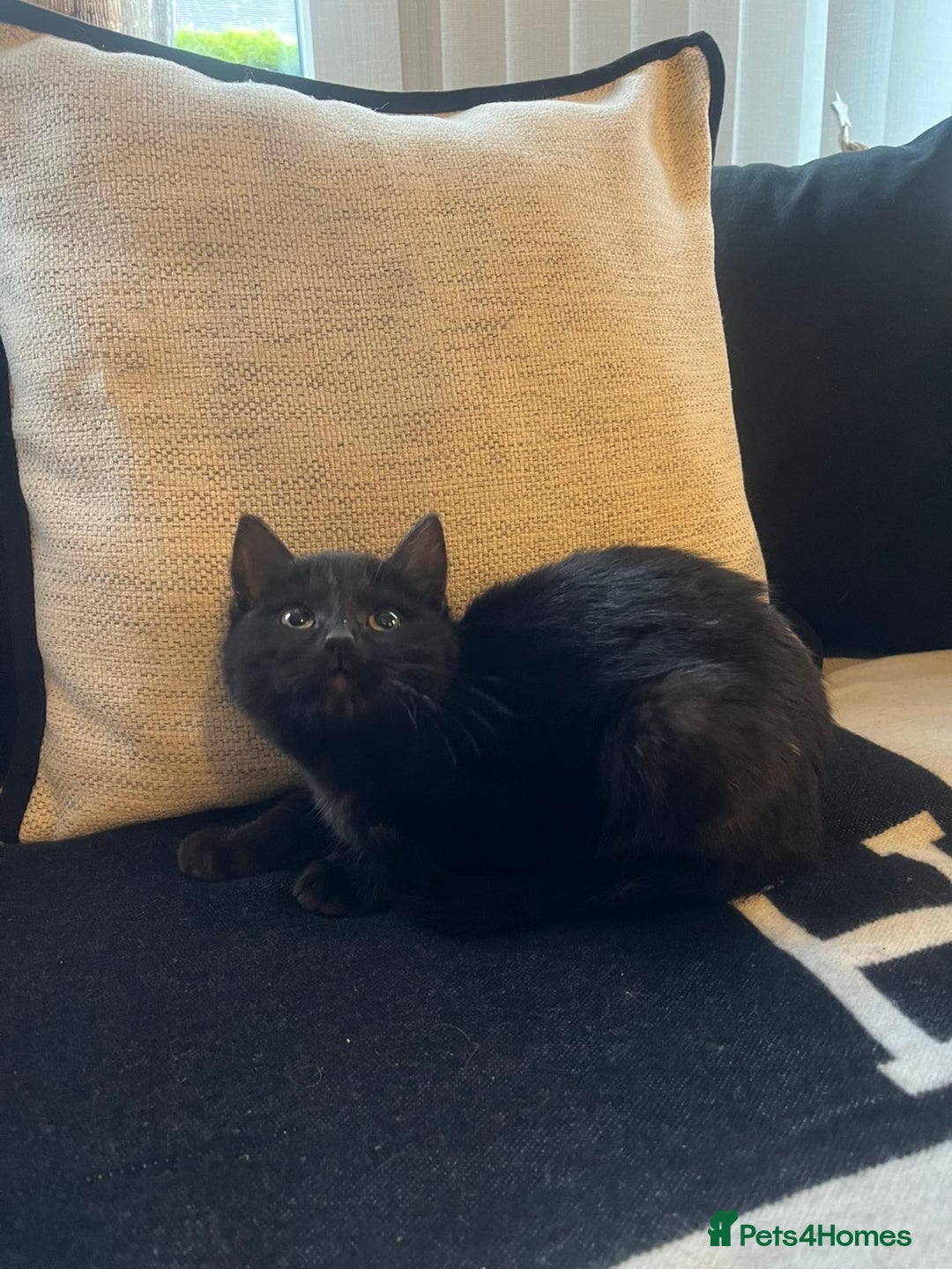 Bombay cats for sale: ragdoll mix (last of litter) 🐾 - Advert 5