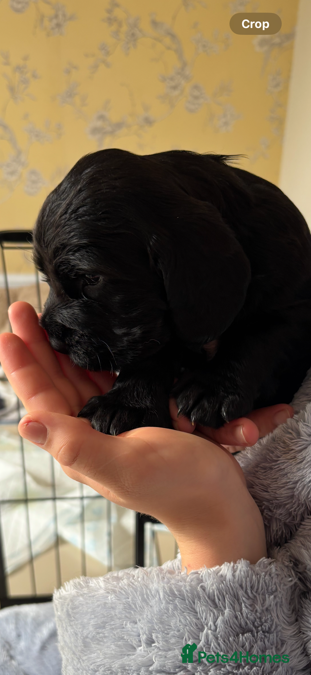 Sprocker dogs for sale: Cheshire Sprocker Pups from Working Parents - Image 4