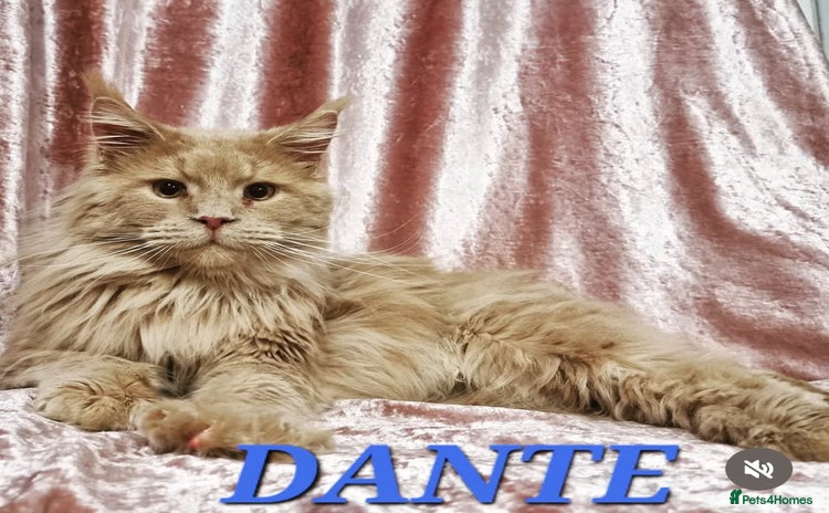 Maine Coon cats - Advert 7