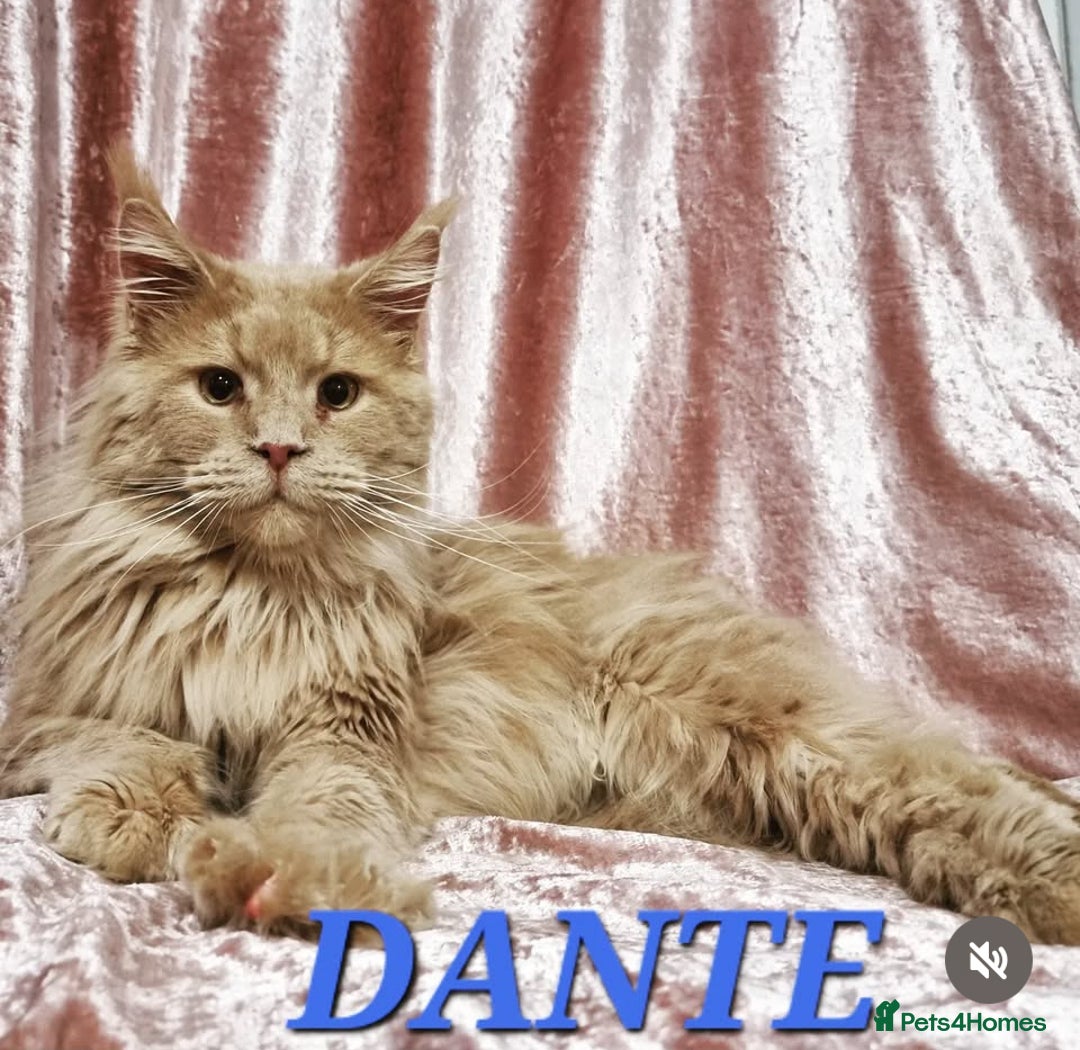 Maine Coon cats for sale: Last 2 boys left   - Image 1