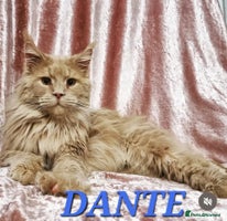 Maine Coon cats Last 2 boys left (PET ONLY) - Advert 4