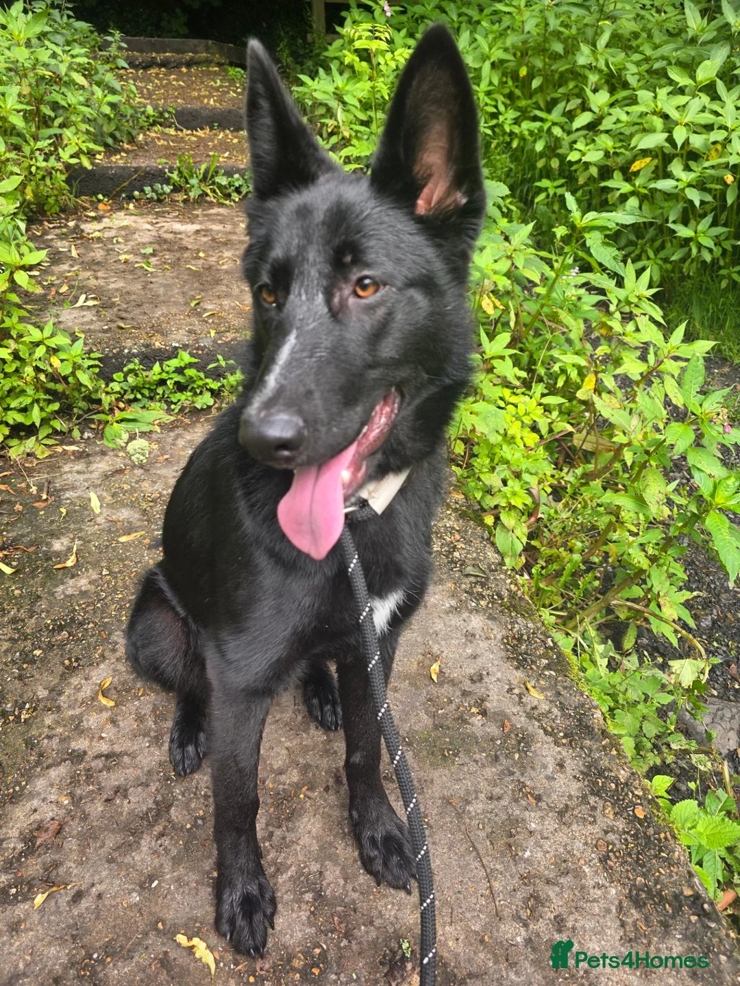 German Shepherd dogs for sale: 12 month old female German shepherd - Advert 1