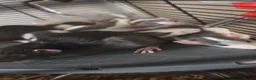 Rat rodents for sale: READY NOW! Updated. Gorgeous fancy dumbo rats - Advert 16