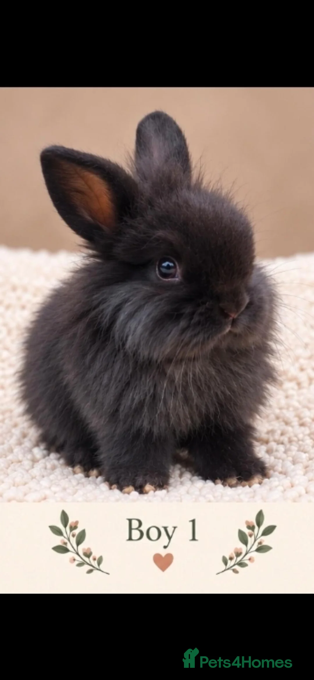 Mini Lion Lop rabbits for sale: 3 for £120 - Adorable fluffy Mini Lion Lop Boys  - Advert 2