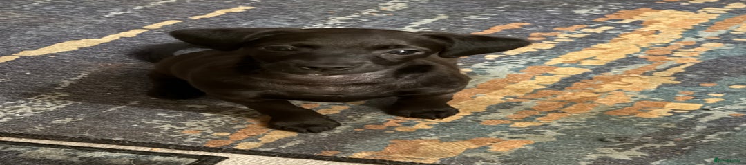 Mixed Breed Puppy 2