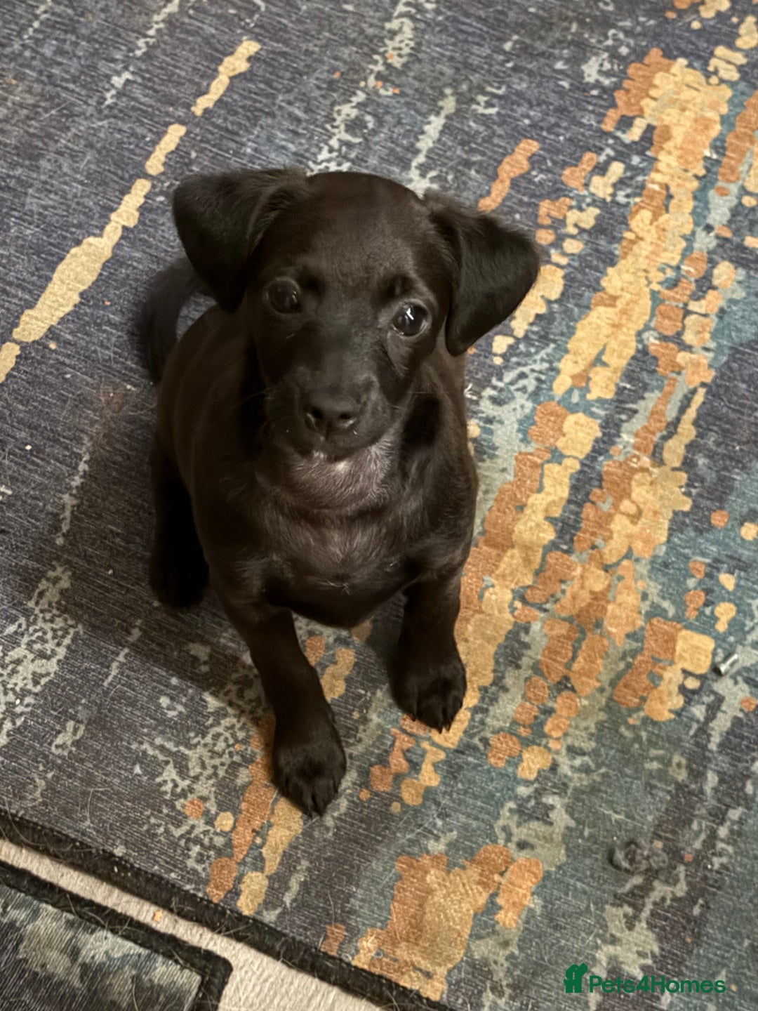 Mixed Breed dogs for sale: Beautiful pups  - Image 2