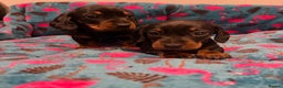 Miniature Dachshund dogs for sale: Stunning puppies,kc reg and pra clear - Advert 2