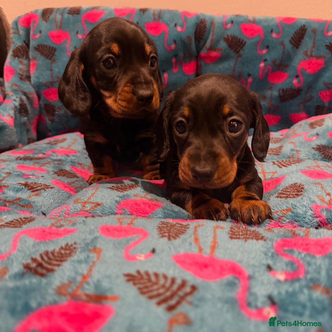 Miniature Dachshund dogs for sale: Stunning puppies,kc reg and pra clear - Advert 2