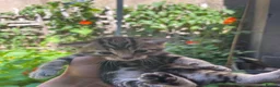 Mixed Breed cats for sale: Mixed breed Kittens - Advert 12