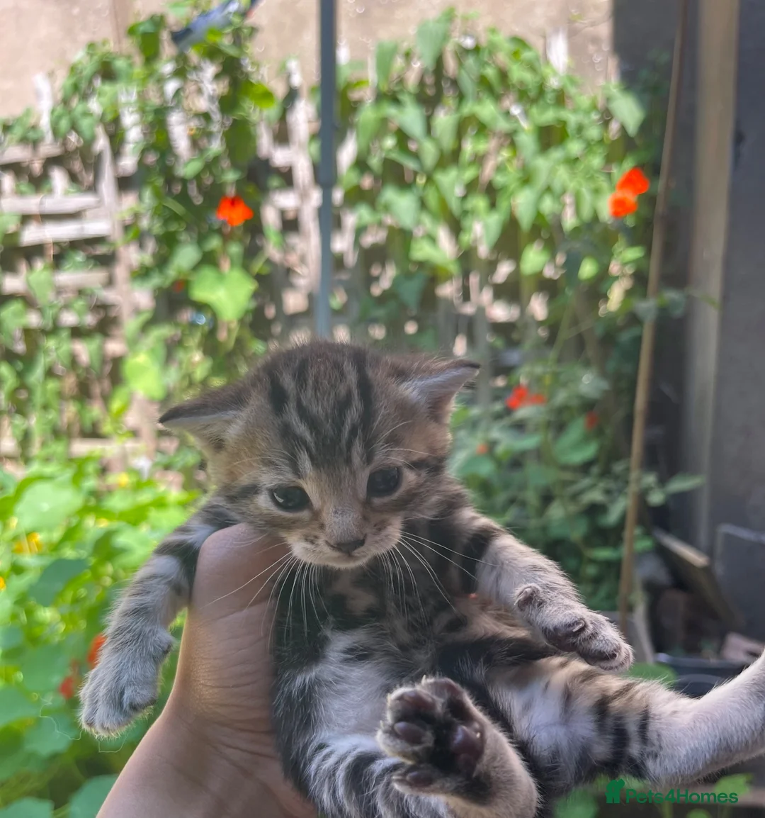 Mixed Breed cats for sale: Mixed breed Kittens - Advert 12