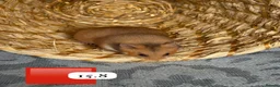 Hamster rodents for sale: Beautiful baby Syrian Hamsters Sheffield - Advert 13