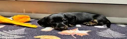 Miniature Dachshund dogs for sale: Ready to go Today!! Mini Dachshund Puppies 🐾  - Advert 11