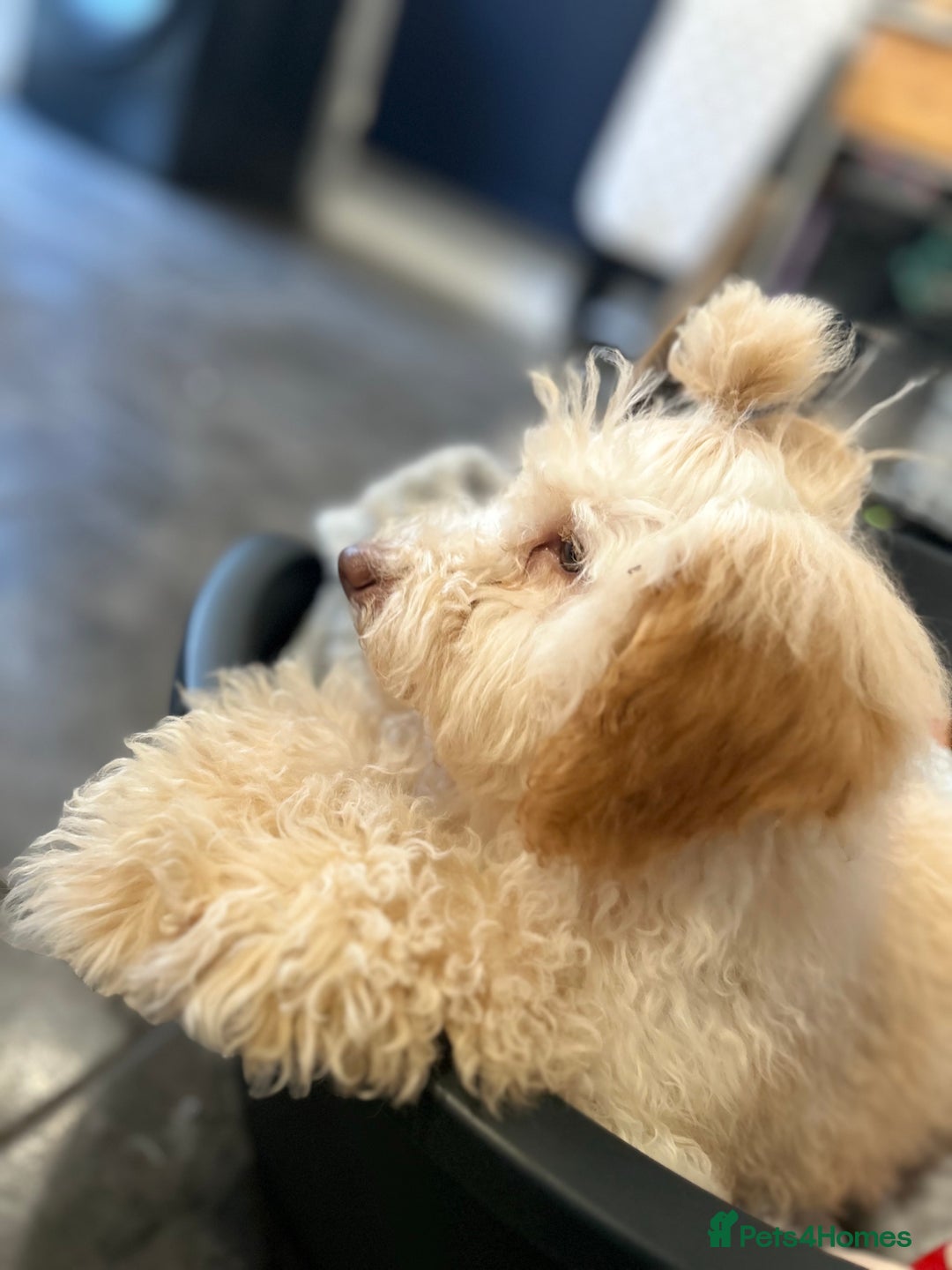 Mixed Breed dogs for sale: Miniature Poodle Female Pup  - Advert 5