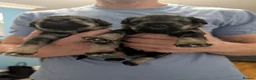 Miniature Schnauzer dogs for sale: Miniature schnauzer  in Londonderry - Advert 3
