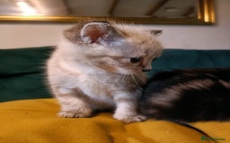 Mixed Breed cats for sale: Mixed bengal kittens - Image 2