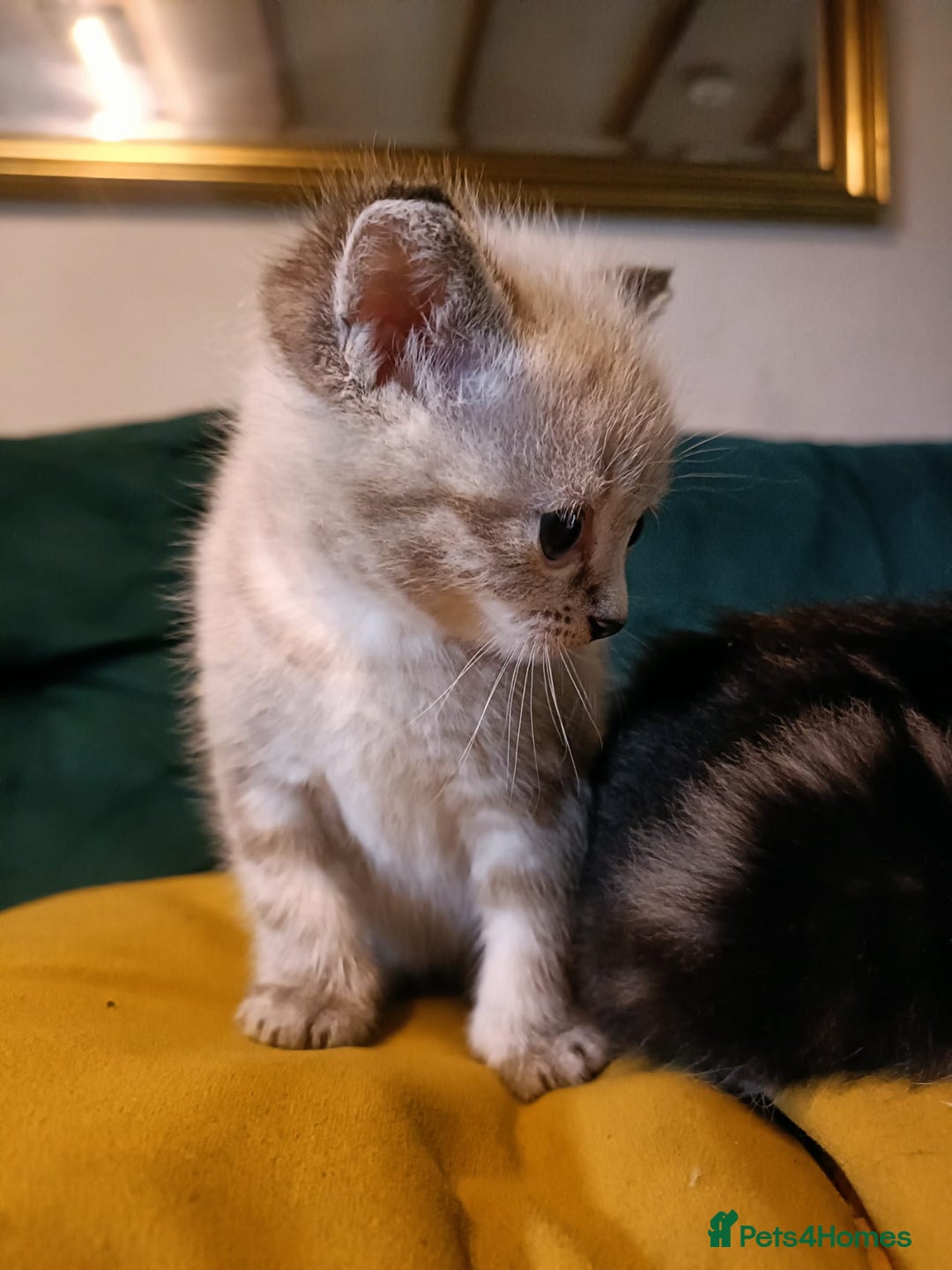 Mixed Breed cats for sale: Mixed bengal kittens - Image 2