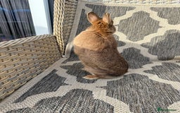 Netherland Dwarf rabbits for sale: Adult Netherlands dwarf doe. - Image 12