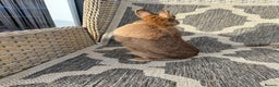 Netherland Dwarf rabbits for sale: Adult Netherlands dwarf doe. - Advert 12