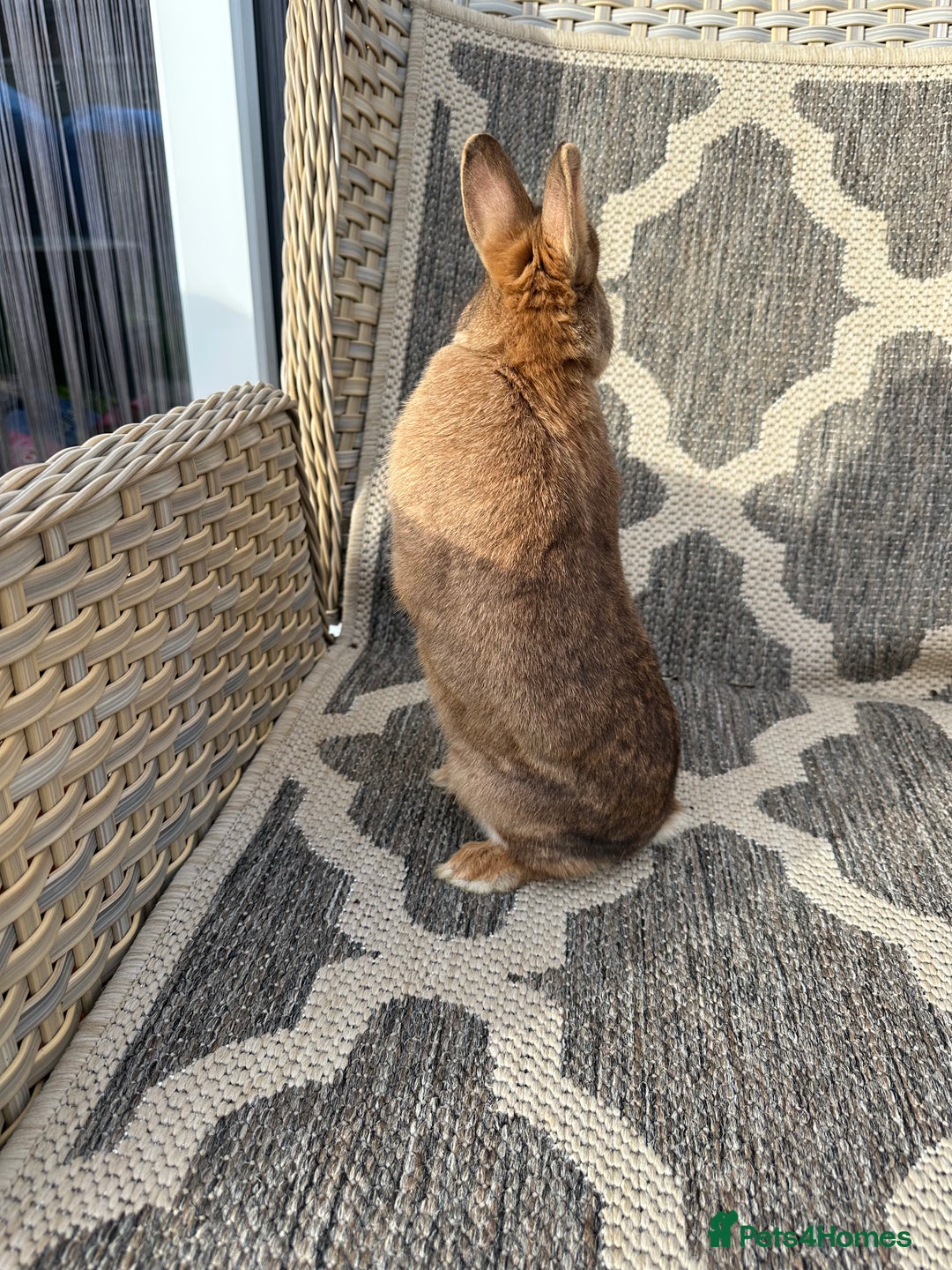 Netherland Dwarf rabbits for sale: Adult Netherlands dwarf doe. - Image 12