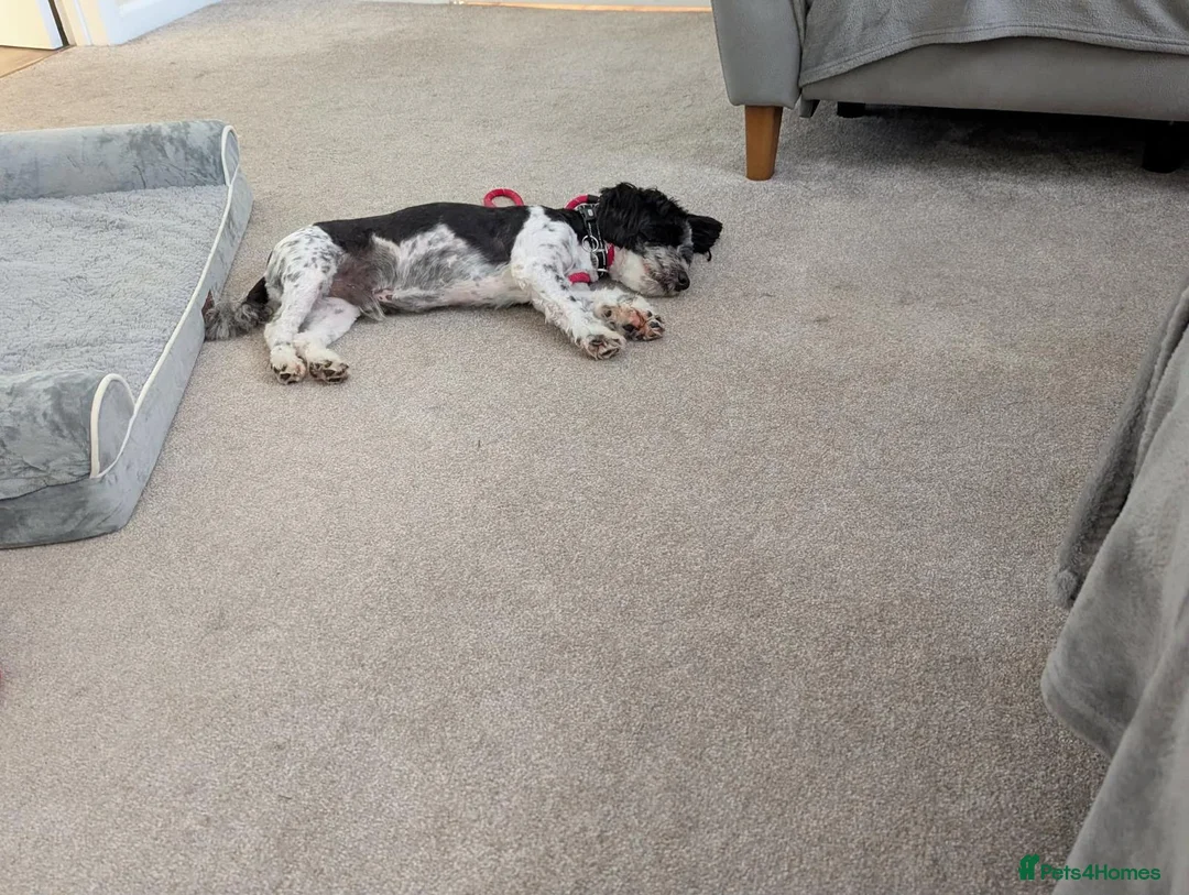 Mixed Breed dogs for adoption: Luigi 💚 in Swindon - Advert 2