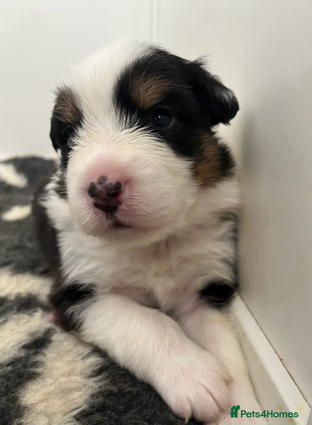 Australian Shepherd dogs for sale: Beautiful Australian Shepherd Puppies, 4 week old. - Image 5