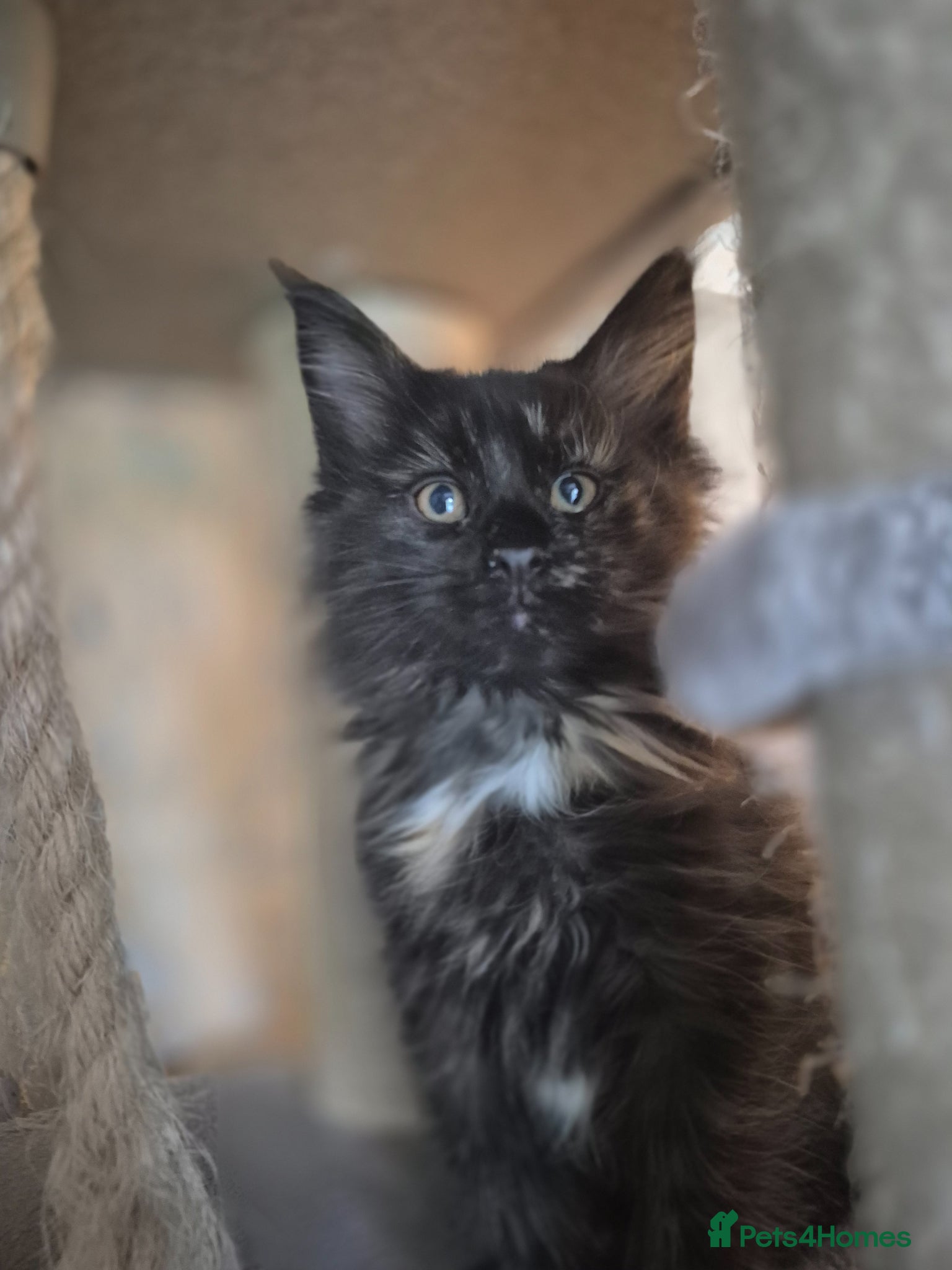 Maine Coon cats Beautiful Maine Coon Kittens–Ready for new Homes  - Advert 2