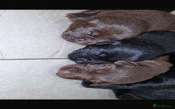 Borador dogs for sale: Beautiful Lab Collie Cross - Image 5