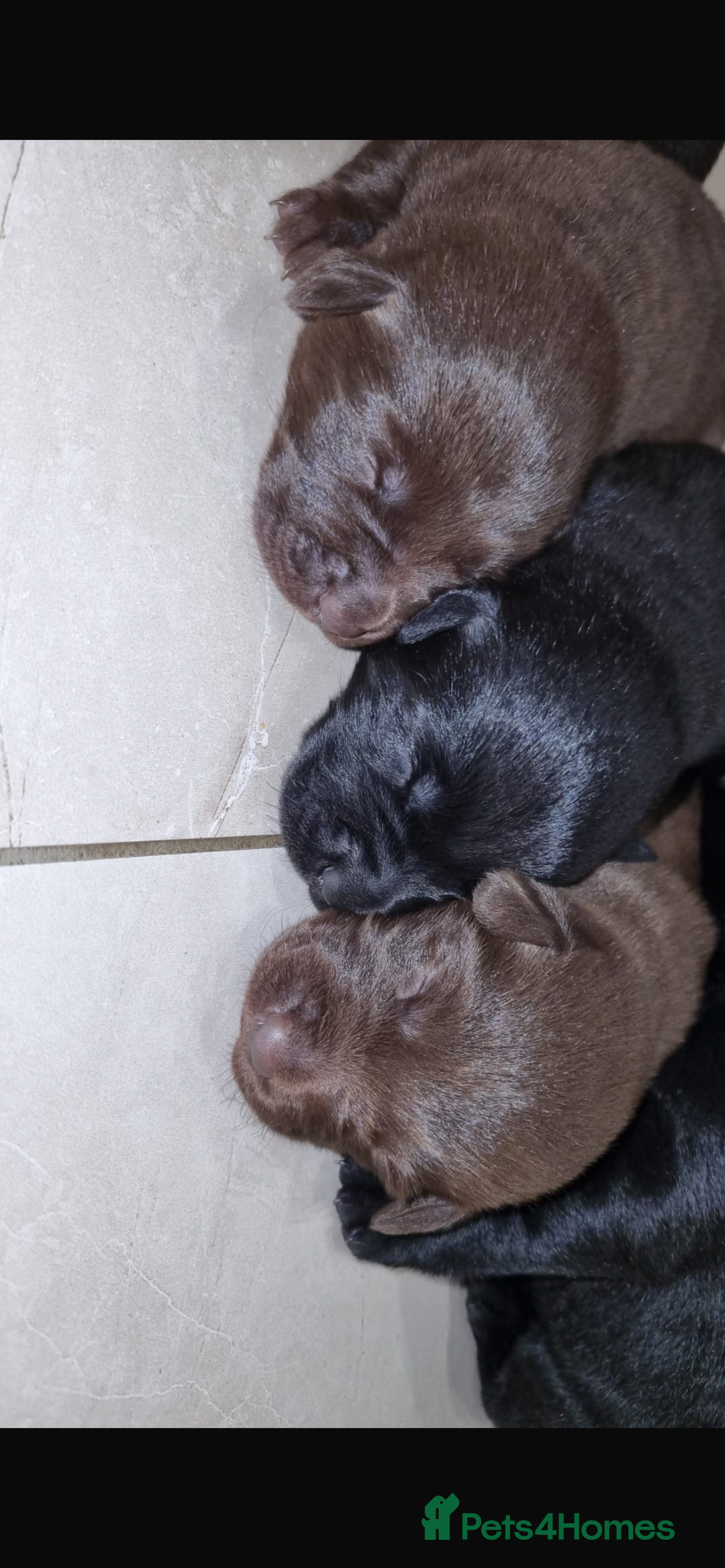 Borador dogs for sale: Beautiful Lab Collie Cross - Image 5