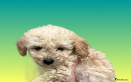Cockapoo dogs for sale: F1B cockapoo puppys - Image 6